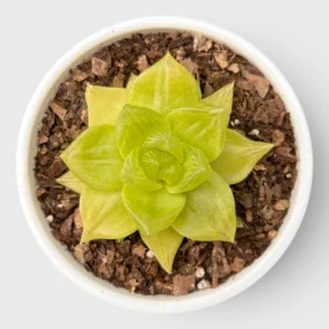 Golden Yellow Haworthia Cymbiformis plant - Image 2