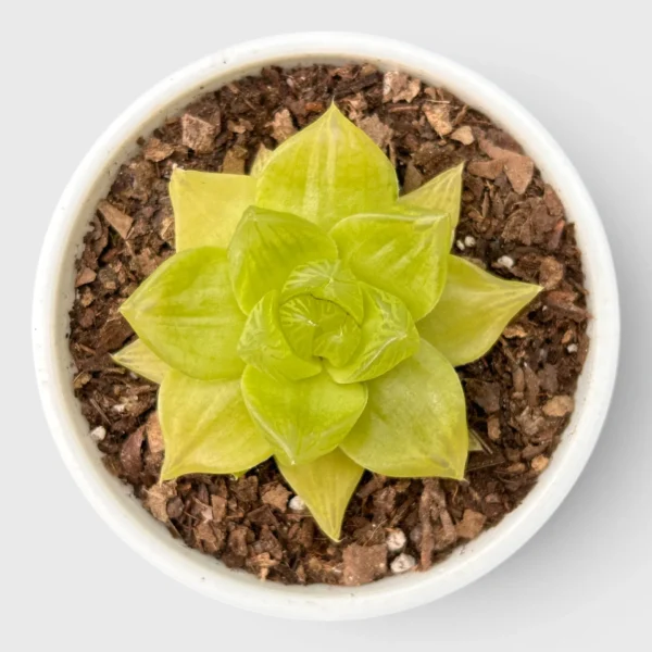Golden Yellow Haworthia Cymbiformis plant
