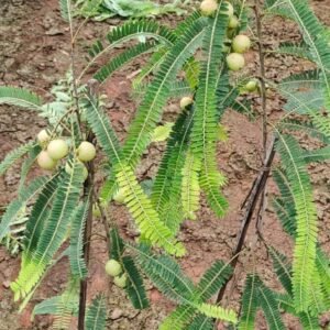 Amla/Avala/Nelli Indian Gooseberry Grafted Healthy Live Plant - Image 3