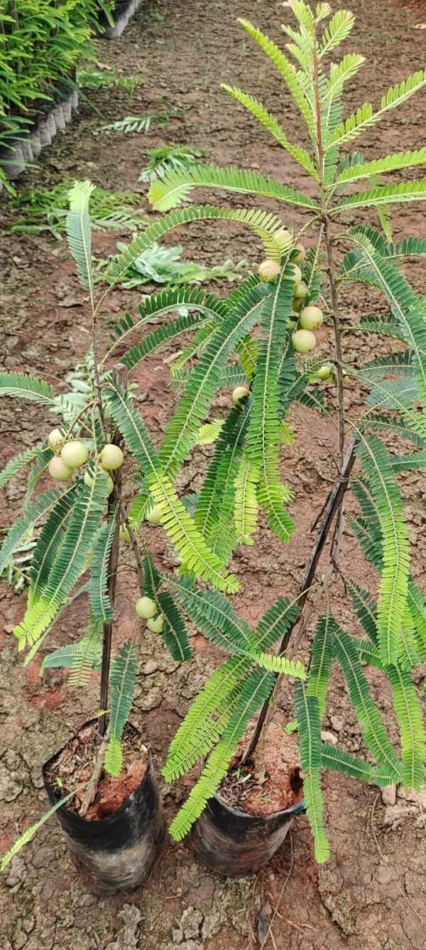 Amla/Avala/Nelli Indian Gooseberry Grafted Healthy Live Plant