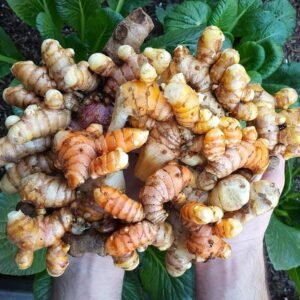Yellow Turmeric/Haldi healthy bulbs - Image 2