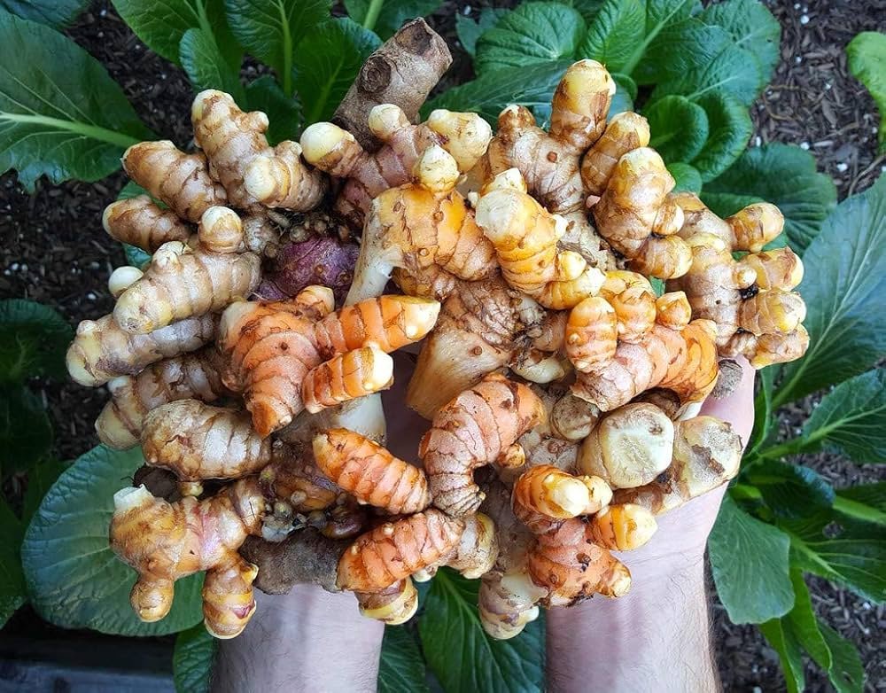 Yellow Turmeric/Haldi healthy bulbs - Image 2