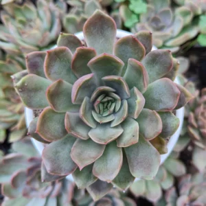 Echeveria Pink Harin Succulent Plant