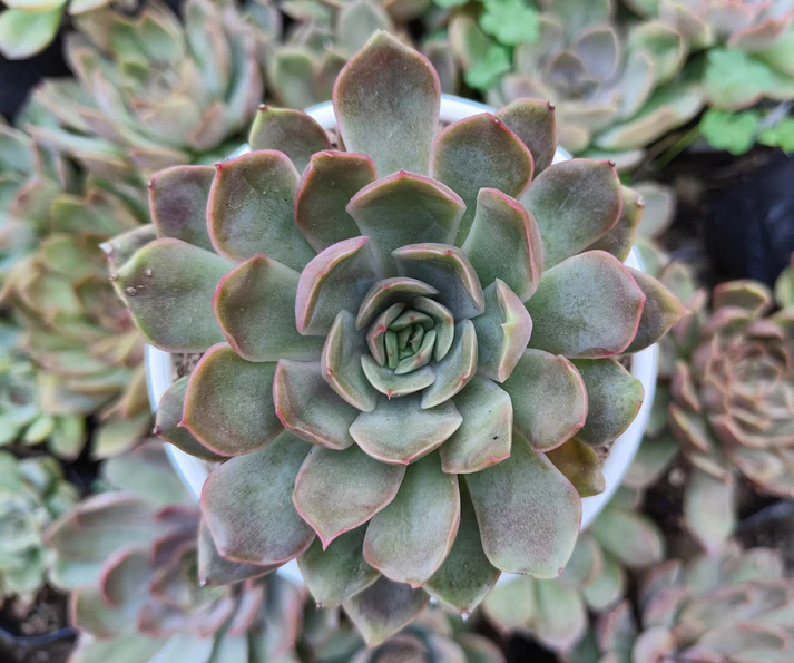 Echeveria Pink Harin Succulent Plant - Image 1