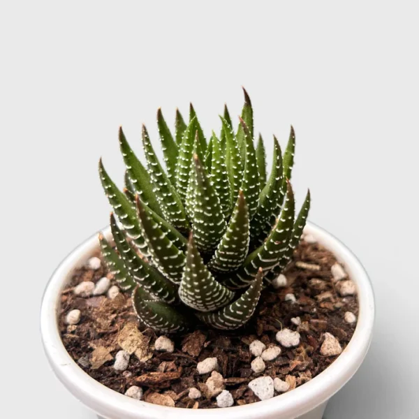Haworthia Coarctata–Compact Succulent Plant