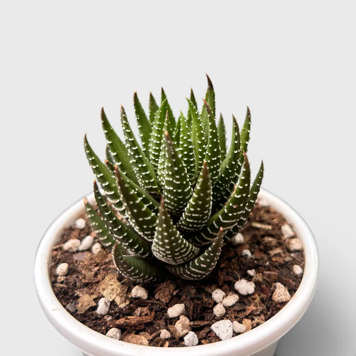 Haworthia Coarctata–Compact Succulent Plant - Image 2