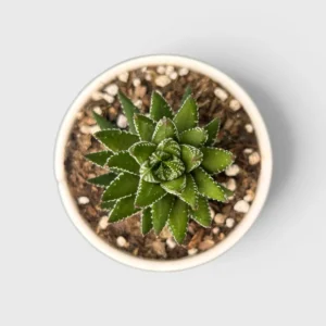 Haworthia Coarctata–Compact Succulent Plant