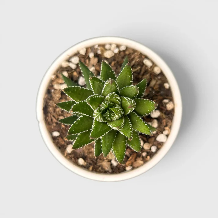 Haworthia Coarctata–Compact Succulent Plant - Image 1