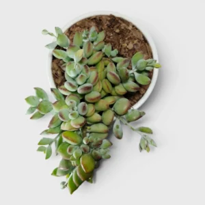 Cliff Cotyledon (Cotyledon Pendens) Succulent Plant - Image 2
