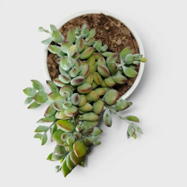 Cliff Cotyledon (Cotyledon Pendens) Succulent Plant