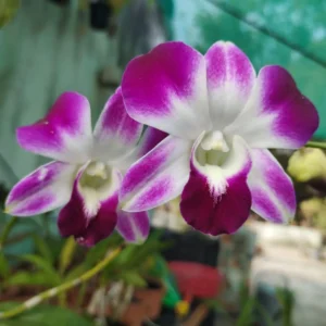 Dendrobium Hirochi-Seedling
