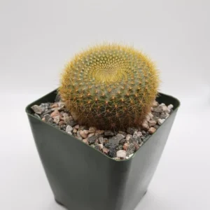 Notocactus Graessneri Cactus Healthy Plant - Image 2
