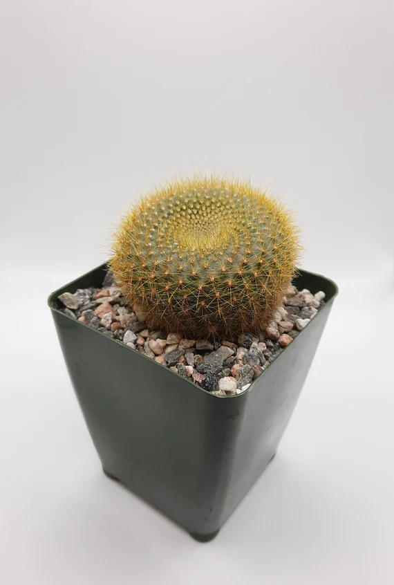 Notocactus Graessneri Cactus Healthy Plant