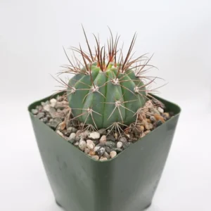 Melocactus Salvadorensis Cactus Healthy Plant - Image 2