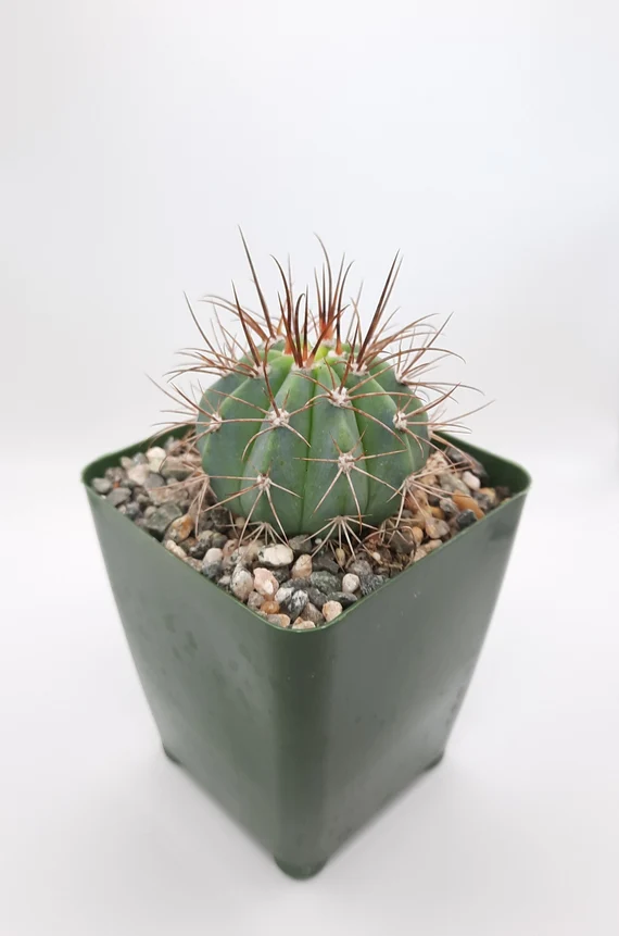 Melocactus Salvadorensis Cactus Healthy Plant