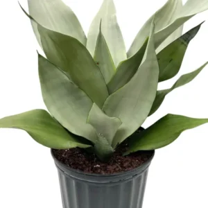 Sansevieria Trifasciata ‘Moonshine’ – Silver Snake Plant