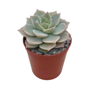 Graptoveria Titubans Healthy Succulent Plant - Image 2