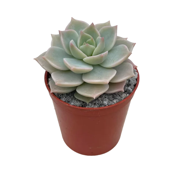 Graptoveria Titubans Healthy Succulent Plant