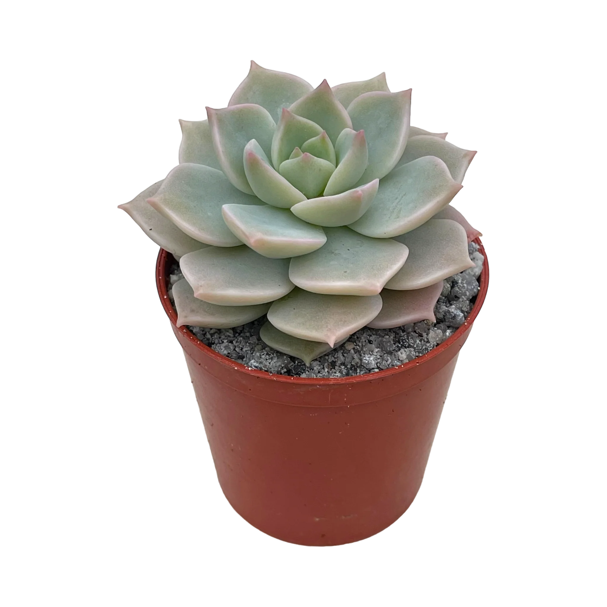 Graptoveria Titubans Healthy Succulent Plant - Image 2