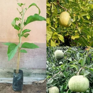 Thai Bael/bel Thornless Grafted Healthy Plant - Image 3