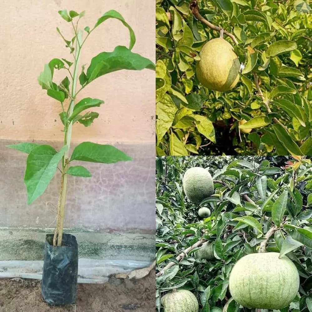 Thai Bael/bel Thornless Grafted Healthy Plant - Image 3