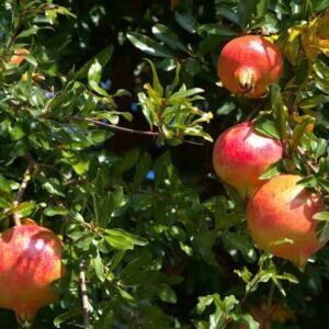 Super Bhagwa Pomegranate/Anar Hybrid Grafted Healthy Plant