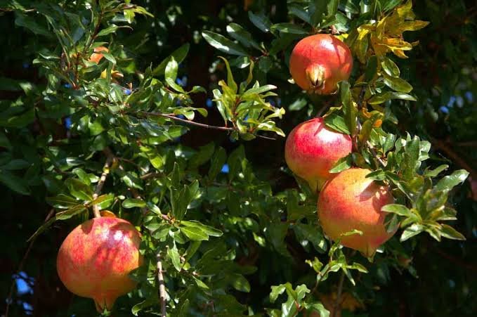 Super Bhagwa Pomegranate/Anar Hybrid Grafted Healthy Plant - Image 1