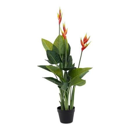 Heliconia Lady Diana Orange Color Ornamental Flower Plant