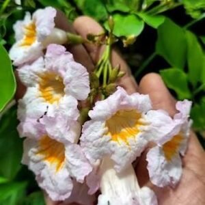 Thai Dwarf kamini(Radermachera Kunming) Healthy flower Plant - Image 3