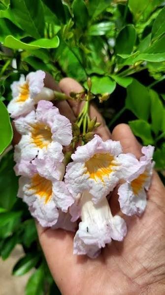 Thai Dwarf kamini(Radermachera Kunming) Healthy flower Plant