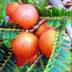 Red Amla/Avala/Nelli Indian Gooseberry Grafted Healthy Live Plant