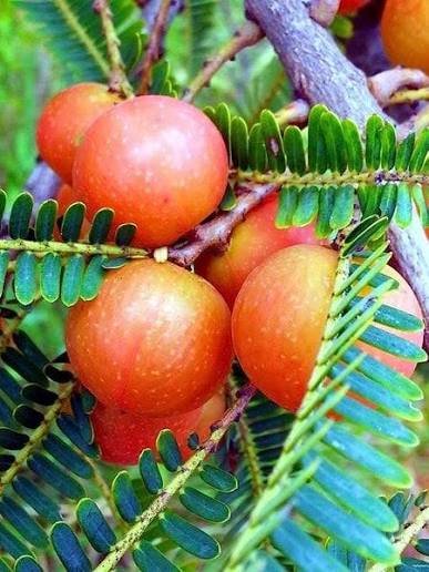 Red Amla/Avala/Nelli Indian Gooseberry Grafted Healthy Live Plant