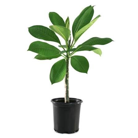 Sweet Fragnance Plumeria Id Fireblast Healthy Plant