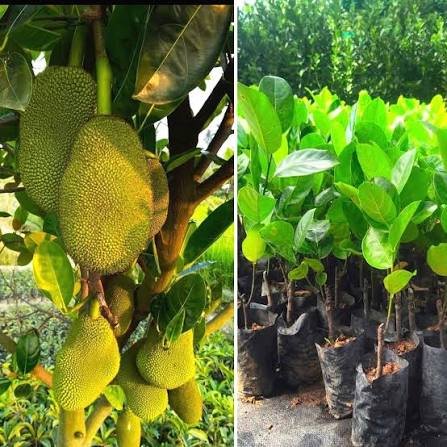 Thai All Time Grafted 1Foot Long Jackfruit Healthy Plant