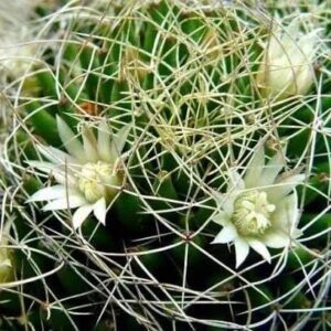 Mammillaria decipiens (Bird's Nest Cactus) Healthy Plant - Image 2