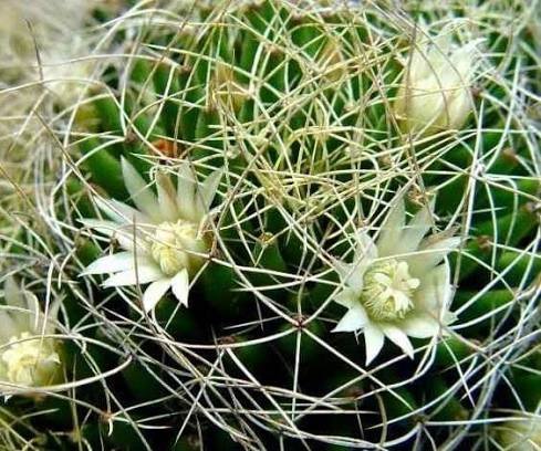 Mammillaria decipiens (Bird's Nest Cactus) Healthy Plant