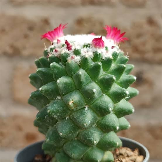 Mammillaria Polythele Cactus Plant