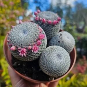 Mammillaria Microthele Cactus Plant - Image 2