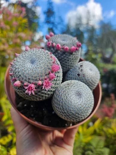 Mammillaria Microthele Cactus Plant