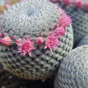 Mammillaria Microthele Cactus Plant
