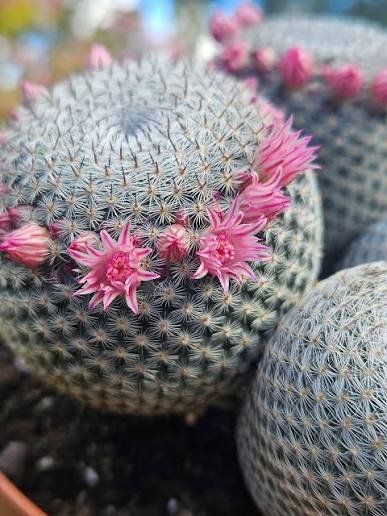 Mammillaria Microthele Cactus Plant
