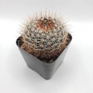 Notocactus Schlosseri (Parodia Erubescens) Cactus Plant - Image 2