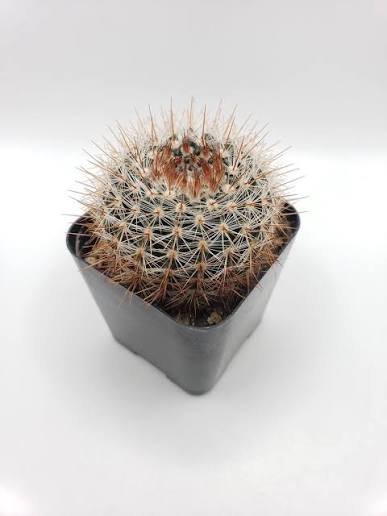 Notocactus Schlosseri (Parodia Erubescens) Cactus Plant
