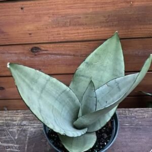 Sansevieria Trifasciata ‘Moonshine’ – Silver Snake Plant - Image 2