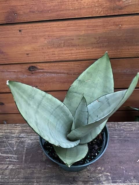 Sansevieria Trifasciata ‘Moonshine’ – Silver Snake Plant