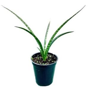 Sansevieria Fernwood – Compact Air Purifying Snake Plant - Image 2
