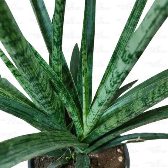 Sansevieria Fernwood – Compact Air Purifying Snake Plant