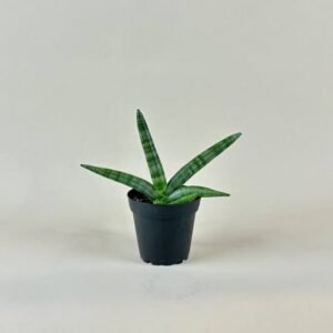 Sansevieria Boncel Starfish Snake Plant - Image 2