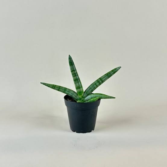 Sansevieria Boncel Starfish Snake Plant