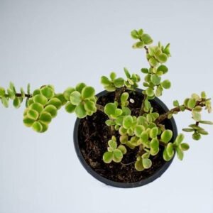 Good Luck Mini Jade Plant (Portulacaria Afra Variegated) - Image 3